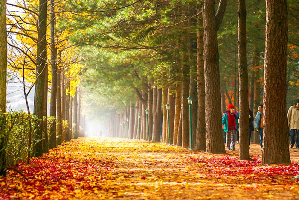 đảo nami m&ugrave;a thu